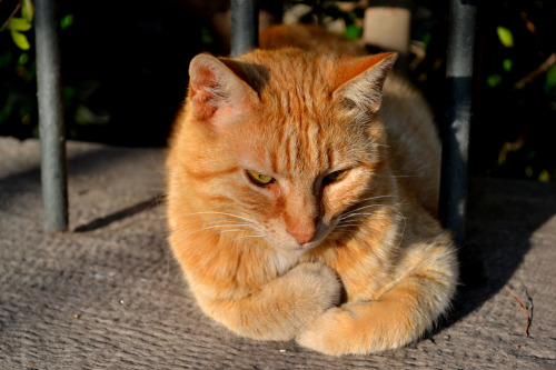 Street Cat - Greece (by SentPauls)