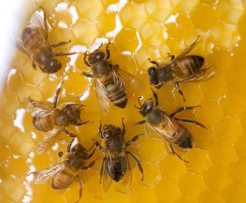 The honey bee was one of the first domesticated insects and it is the only insect that produces food