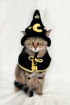 littlealienproducts:Crochet Cat Costume by PurrsAndStitches
