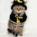 littlealienproducts:Crochet Cat Costume by PurrsAndStitches