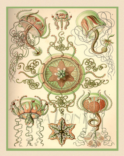 theolduvaigorge:wolfgirlskye:Ernst Haeckel pieces.Purchase for the history or the illustrations?