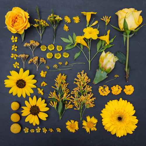 twloha:  There’s a lot to take away from Emily Blincoe’s photo series “The Garden Collection” — the beauty of order, the many colors that surround us, the unique complexity of everything in nature … But more than anything, these images