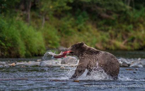 Porn bears–bears–bears:  Got It! by photos