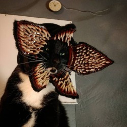 cat-cosplay:  You wake up in the middle of the night with either a Demeowgorgon or Purramid Head looking down upon you.  Which one is the worst case scenario for you?