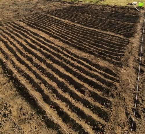 Also planted most of the onion sets yesterday. Two beds of red and two beds of yellow onions. Will p