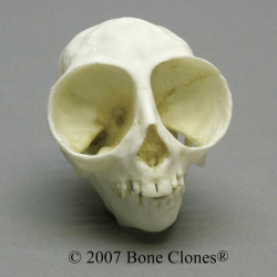 sixpenceee:The following is the skull of