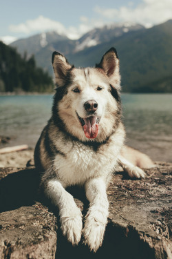 souhailbog:Aldo The Malamute By   Dylan Furst |