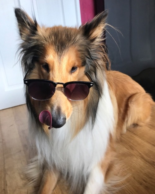 dublindoggo:Cool boi