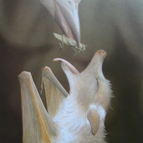 namelesstunnelgrub:bewitching-bats:Stellaluna by Janell Cannonimage description: in photorealistic s