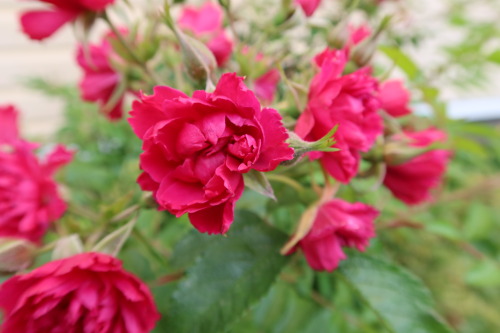  Rosa ‘Grootendorst’ — Hedgehog rose 