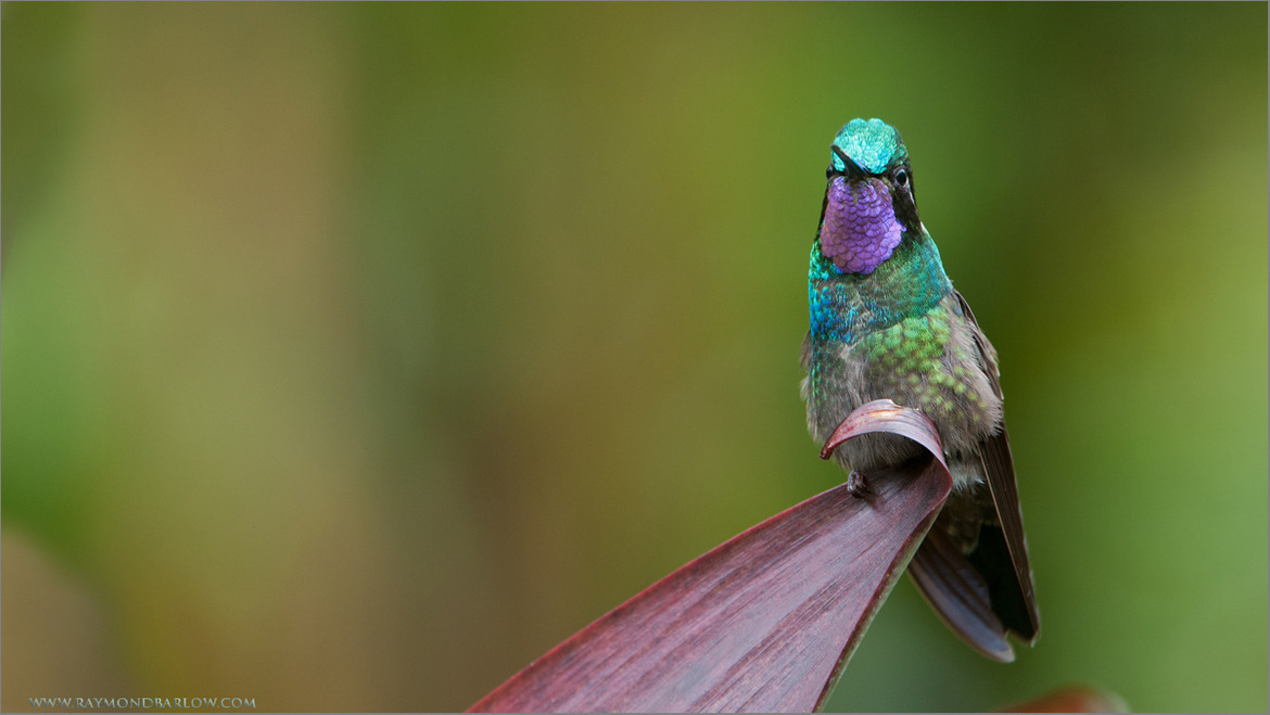 importantbirds:  fairy-wren:  (via 500px / Purple-throated Mountain gem by Raymond