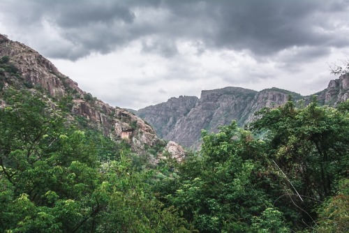 trexkamal:Kolli Hills Forest, Tamil Nadu, India.