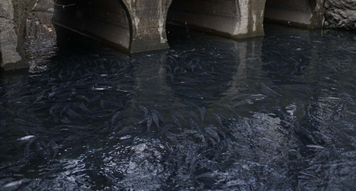 A shoal of gizzard shad fish, basking in the warmer waters of a storm drain outlet near Blackfriar’s