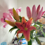 lilyrosie-5