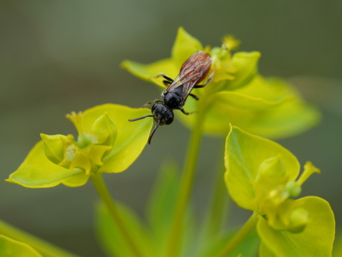 Sphecodes (arvensiformis) “Cuckoo Sweat Bee” Halictidaeon Euphorbia esula “Le