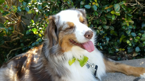 “Isn’t he lovely?Isn’t he wonderful?Isn’t he precious?Still a pup, I know.I never 