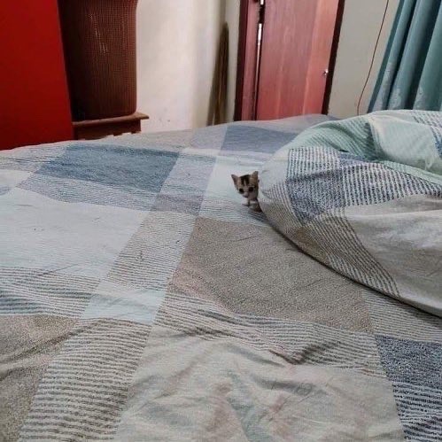 Smol
