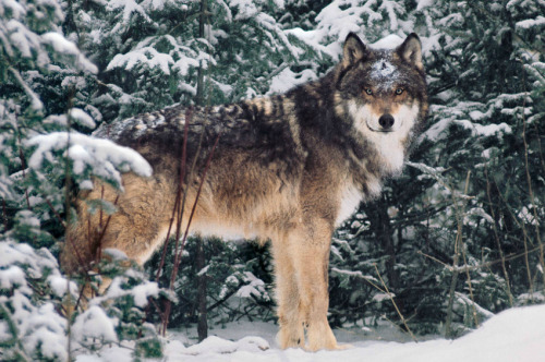 silentmania: atraversso: Wildlife by Jim Brandenburg I love how wolves just lay about in the snow.