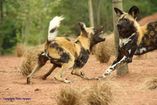 trilllizard666: ainawgsd:  ainawgsd: African Wild Dogs May was a really tough month to choose, so many cool animals! But African Wild Dogs are probably my favorite animal, so they won out!  i remember these fuckers from every time they tried to rip my