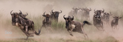 morethanphotography:  Wildbeest migration Masai Mara by paramarun