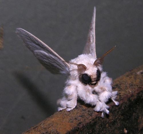 neil-gaiman:odditiesoflife:Venezuelan Poodle MothThe Venezuelan poodle moth was first captured on fi
