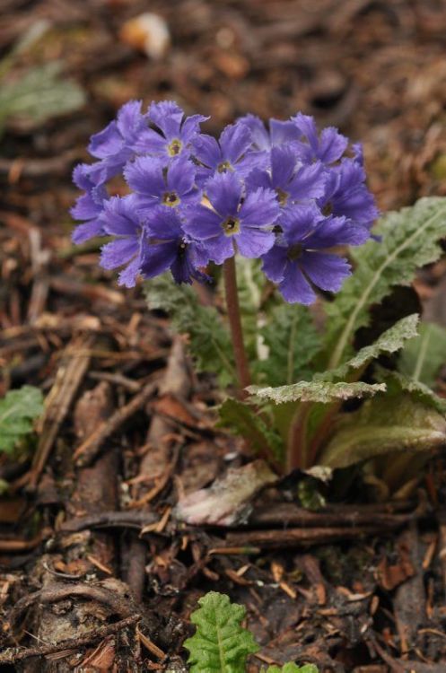 Primula sonchifolia