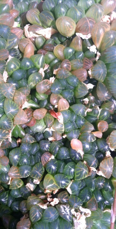 greenhouse textures