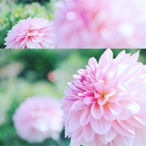 CANON EOS 5D Mark III EF24-70L IS U #Canon#滋賀#花 #写真撮ってる人と繋がりたい#写真好きな人と繋がりたい #女子カメラ #カメラ女子 #flower #a