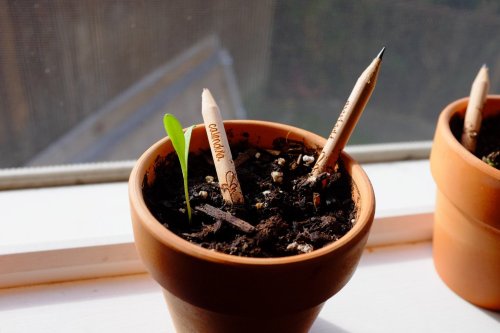 oliviiaaaaaaaa:  sixpenceee:  Sprout Pencils The Sprout eco pencil, developed by a group of MIT students, is made of cedar and uses graphite and clay in place of lead. A seed capsule is fitted to the end of each pencil and once they become unusable, the