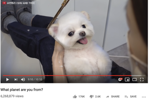 tofuimpala:I’m obsessed with this meticulous dog grooming youtube channel and all of their video tit