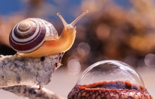 XXX balladoftarby:  that snail looks so proud photo