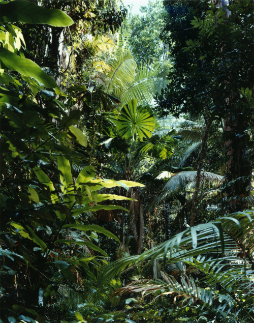 oceaniatropics:  Paradise (daintree rainforest queensland), by Thomas Struth