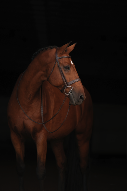 softnhardpussnboots:  Q….This looks like my boy ZinZan….Same color and markings…Hanovarian Warmblood. 17 ½ hands.   Impressive Daddy!!  Just like YOU!!  xoxoQ