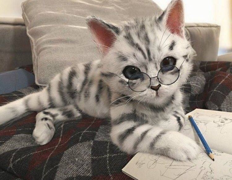 Kitty Cutie Pie