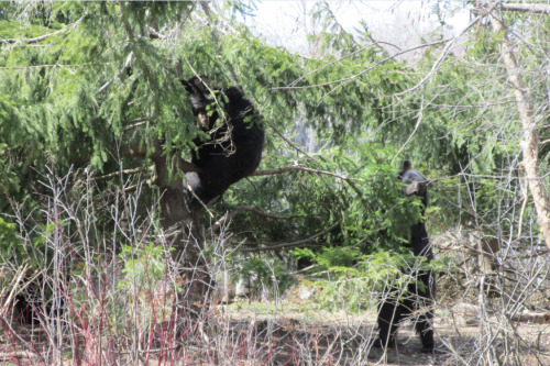 rebexorcist:  I went to the zoo last week and obviously all I was thinking at the black bear exhibit was “I gotta get some cute shots for @artemispanthar!” And I didn’t get very many so I’ll throw in two bonus shots from a couple of years ago