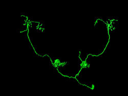 neurosciencestuff:  Hunger affects decision