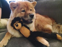 momothedoge:  MOM AND DAD WON A MONKEY FOR