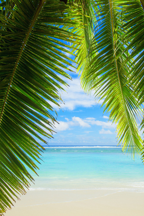 drxgonfly:Palm tree leaves and tropical beach (by Gable Denims)