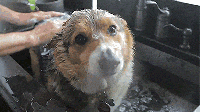 corgiaddict:  letterstogodptiii:  Corgi takes a bath [x]  YES 