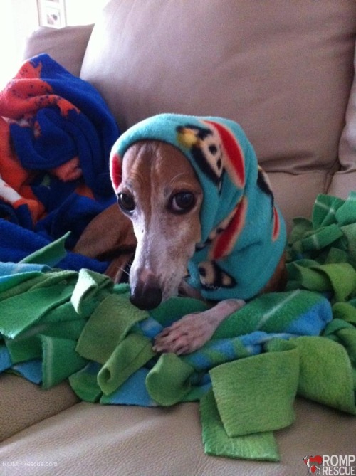 lasthenia:If you’re ever feeling sad here are some greyhounds wearing snoods