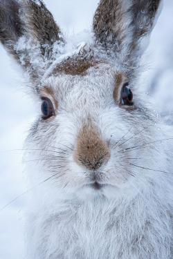 r2–d2:  mountain hare by (Susanna Chan) 