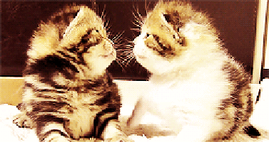 my-teen-quote:  feeling sad? look at this baby animal blog!