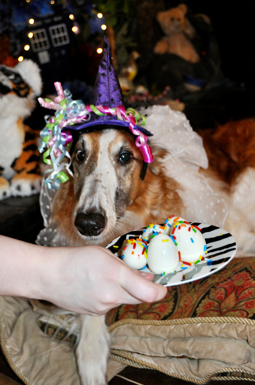 photozoi: The Wizzard has the Birthday!!!!! It is official, he is now an adult at 5 years of age. On