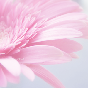 kiiseu:  Pastel pink flowers | 1 2 3 4 5 6 7 8 9 