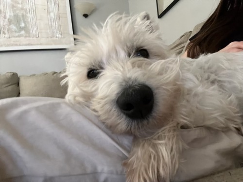 I Love My Dogy
