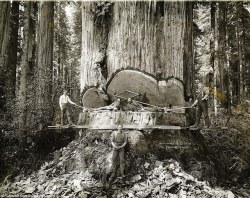 beardedreality:  historicaltimes:  Lumberjacks working on the giant redwoods of Humboldt County. California, 1915 via reddit  Hard work….