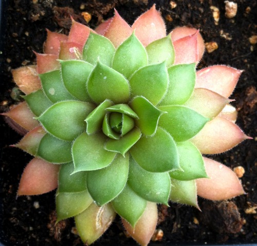 Two lovely Hens and Chicks (Sempervivum) at the Berry Farm in Chatham, NY.  Too big for my collectio