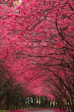 disminucion:  (Cherry Blossoms) 