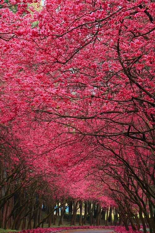 XXX disminucion:  (Cherry Blossoms)  photo