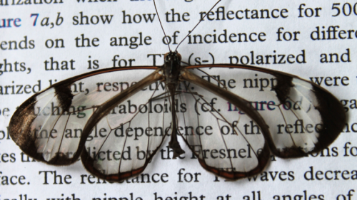 lizardking90:Glasswing ButterflyImage: KIT/ Radwanul Hasan Siddique